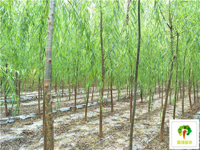 苗木批發_垂柳產地_苗木行情_垂柳