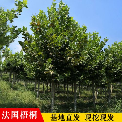 法國梧桐樹樹苗大樹庭院遮陽風(fēng)景樹行道綠化苗木梧桐青桐樹苗