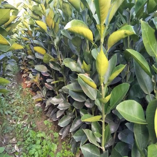 果樹苗木果苗批發(fā)早香柚苗橙紅皇柚樹苗柚子樹苗汁多味濃甜