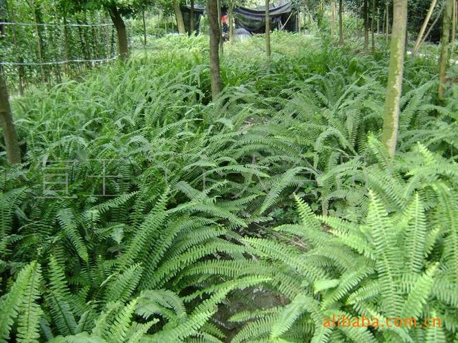 供應(yīng)四季常綠綠化苗木腎蕨-溫江花農(nóng)花木