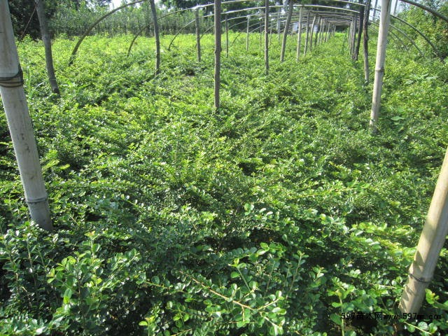 平枝荀子 30-50cm圖片|苗木|苗木圖庫|597苗木網