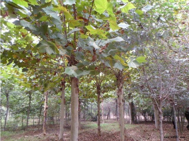 供應(yīng)綠化苗木 喬木類 青桐 桐麻 梧桐樹 規(guī)格齊全 量大優(yōu)惠圖片_5