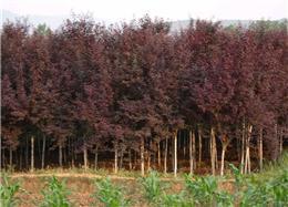 紫葉李-華達園林綠化苗木園藝場苗木產(chǎn)品
