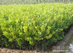 2014年綠化苗木行業(yè)發(fā)展前景分析