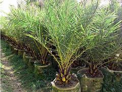 廣州中東銀海棗|供應(yīng)海南搶手的中東銀海棗-海南桂芝源實業(yè)有限公司提供廣州中東銀海棗|供應(yīng)海南搶手的中東銀海棗的相關(guān)介紹、產(chǎn)品、服務(wù)、圖片、價格檸檬苗、海南苗木、海南果苗、海南種苗、熱帶苗木、海南桂芝源、