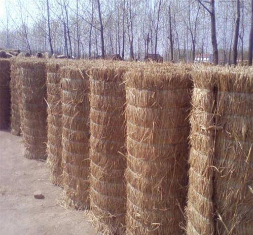 當溫室大棚遇到暴雪該如何應對 今天簡單和大家分享一下