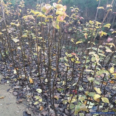 【水晶梨苗廠家價(jià)格早酥紅梨苗良種】泰安高新區(qū)旺運(yùn)苗木中心 - 產(chǎn)品庫(kù)