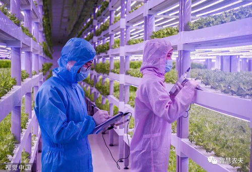 走進(jìn) 植物工廠 探訪現(xiàn)代工廠化智慧育苗基地