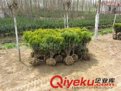 出售優(yōu)質(zhì)蔓海母月季,預(yù)定優(yōu)惠,量大更優(yōu)!圖片|出售優(yōu)質(zhì)蔓海母月季,預(yù)定優(yōu)惠,量大更優(yōu)!產(chǎn)品圖片由沭陽(yáng)縣顏集鎮(zhèn)堰下村綠都苗木場(chǎng)公司生產(chǎn)提供-