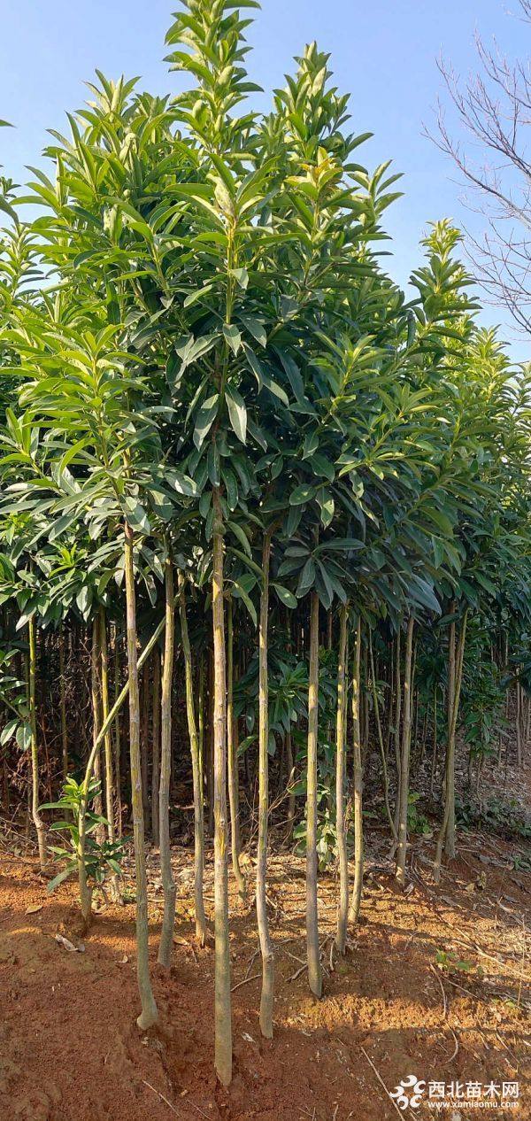 2-3公分棱角山礬小苗_供應產(chǎn)品_江西九江綠景二號園林