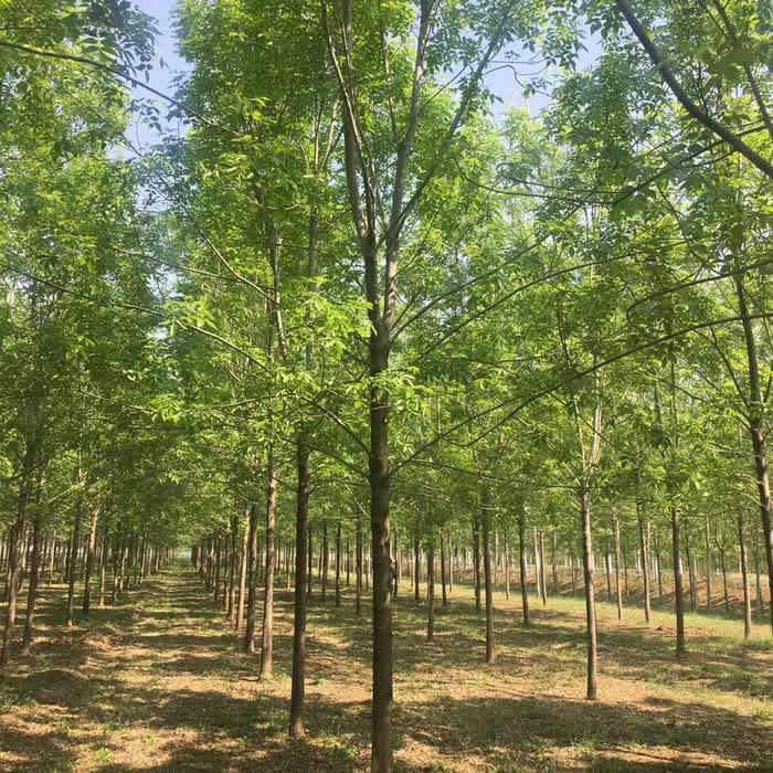 【12公分白蠟苗 江蘇白蠟苗多少錢 白蠟苗價格是多少 德祥苗木圖片】12公分白蠟苗 江蘇白蠟苗多少錢 白蠟苗價格是多少 德祥苗木圖片大全