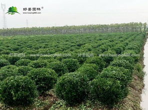 綠化專用的苗木有哪些來源