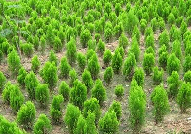 山西苗木產業前途迷茫 路在何方?-