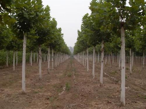 聊城法桐苗木批發