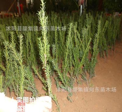 正宗曼地亞紅豆杉樹苗 耐寒紅豆杉小苗 量大優惠 價格從優
