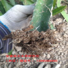 玉林市農產品苗木場