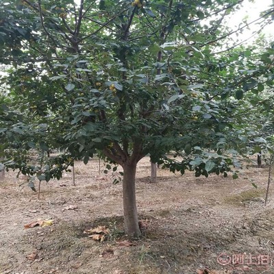 【誠信經營海棠苗廠家西府海棠的用途】泰安高新區旺運苗木中心 - 產品庫