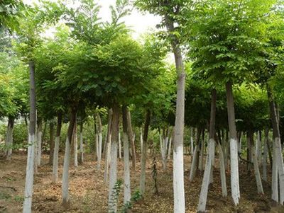 山東優質速生國槐供應商:速生國槐苗價格-山東省萊蕪市田生苗木專業合作社提供山東優質速生國槐供應商:速生國槐苗價格的相關介紹、產品、服務、圖片、價格12公分速生法桐樹、泰安櫻花樹小苗、速生法桐樹基地、雪松小苗價格、龍柱碧桃苗批發、山東造型國槐樹、