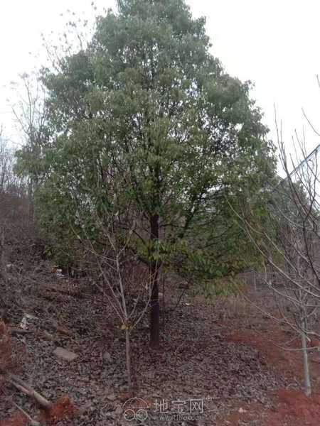 低價(jià)出售苗木