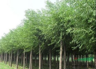 廣州8公分垂柳價(jià)格旱柳報(bào)價(jià)_廣州8公分垂柳價(jià)格旱柳報(bào)價(jià)圖片_山東菏澤科技苗木基地_中國(guó)園林網(wǎng)