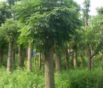 【湖南瀏陽(yáng)四季紅苗圃苗木蘇鐵】蘇鐵,價(jià)格,廠家,供應(yīng)商,花木,瀏陽(yáng)市柏加鎮(zhèn)四季紅苗圃 - 產(chǎn)品庫(kù)