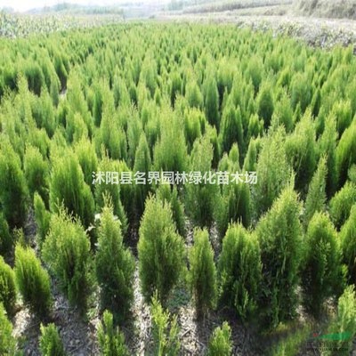 沭陽(yáng)縣名界園林綠化苗木場(chǎng)