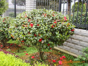 茶花 湖南精品山茶花 大茶花 各種規格工程苗 綠化苗