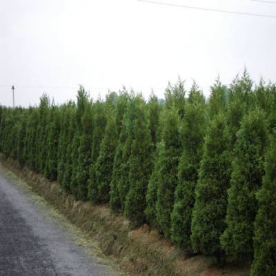 塔檜價(jià)格_塔檜圖片_塔檜產(chǎn)地_塔檜綠化苗木苗圃基地