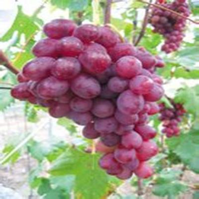 供應【盧龍明杰葡萄木苗價格供應貴州。】葡萄苗木廠家圖片_高清圖_細節圖-盧龍縣明杰葡萄樹苗種植場 -