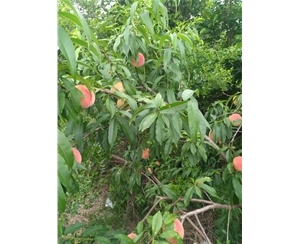 黃麻袋片產(chǎn)品圖片|圖片大全|圖片庫(kù)