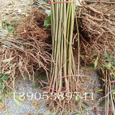 【香椿樹苗多0.7香椿苗批發(fā)廠家香椿苗有賣1公分香椿】泰安乾佑源苗木專業(yè)合作社 - 產(chǎn)品庫(kù)