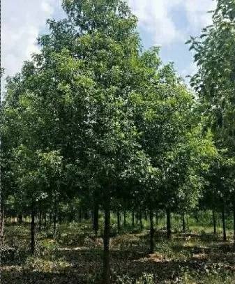 恭喜武漢美景匯苗木專業(yè)合作社入駐苗木通平臺(tái) 致力精品苗木發(fā)展