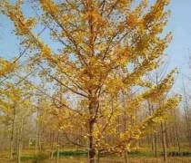 【徐州邳州苗木銷售(園林花卉)產(chǎn)品庫】_價格/圖片/廠家 - 江蘇園林花卉產(chǎn)品庫 - 阿土伯網(wǎng)手機版