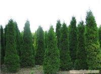 找上海苗木-上海苗木批發(fā)-上海苗木價格-上海苗木基地的上海園林綠化苗木報價價格、圖片、詳情,上一比多_一比多產(chǎn)品庫