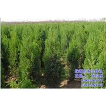 80公分側(cè)柏價格|綠源苗木|山西側(cè)柏-企匯網(wǎng)