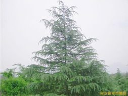 供應(yīng)雪松,廣玉蘭,白玉蘭等綠化苗木 花卉世界網(wǎng) 中國最大花卉 苗木采購 苗木報價 苗木交易平臺