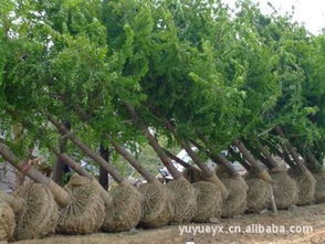 35公分銀杏樹 30厘米銀杏樹 銀杏樹 銀杏樹苗木指導(dǎo)價 35公分銀杏樹 30厘米銀杏樹 銀杏樹 銀杏樹苗木行情