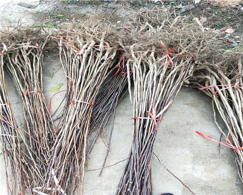 車?yán)遄哟髾烟覙涿?車?yán)遄哟髾烟覙涿鐑r格