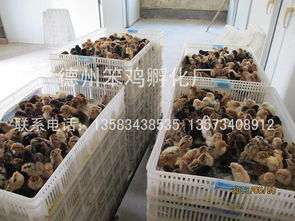 專業(yè)的笨雞苗供應商推薦 笨雞苗低價批發(fā)