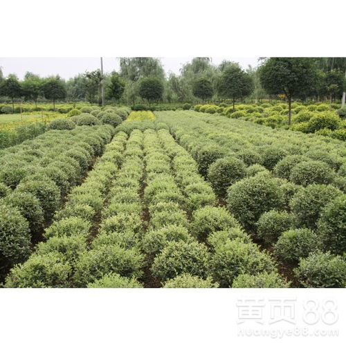 【成都千蜀園林花葉女貞彩葉植物苗木供應】- 