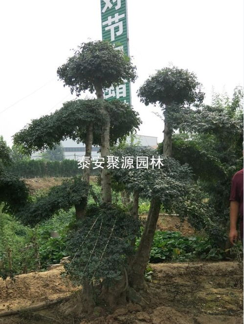 內蒙古供應精品對接白蠟 供應精品對接白蠟價格 泰安市蘇家苗圃高清圖片 高清大圖