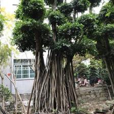 【造型小葉榕供應、基地直轄、造型優美】綠化苗木,價格,廠家,供應商,花木,龍海市東泗興輝園藝場 - 產品庫