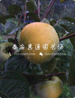 黑色柿子樹(shù)苗生產(chǎn)廠家 黑色柿子樹(shù)苗訂購(gòu)優(yōu)惠新聞