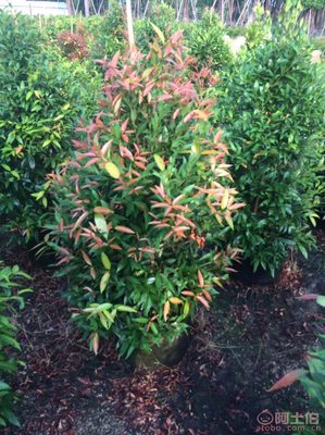 【江西綠化苗木袋苗紅車(chē)、農(nóng)戶種植】綠化苗木,價(jià)格,廠家,供應(yīng)商,花木,龍海市東泗興輝園藝場(chǎng) - 產(chǎn)品庫(kù)