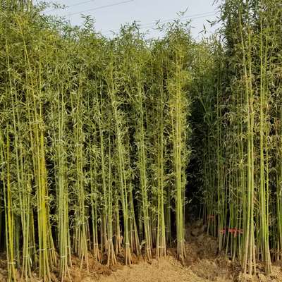 江蘇沭陽(yáng)縣靚景園林苗木場(chǎng)