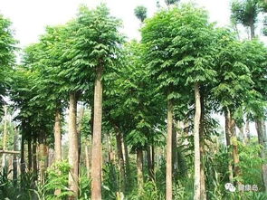 2018年下半年這些苗木可能會漲價