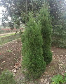 恭喜南京博樂園林場入駐苗木通平臺 致力于優(yōu)質(zhì)綠化苗木