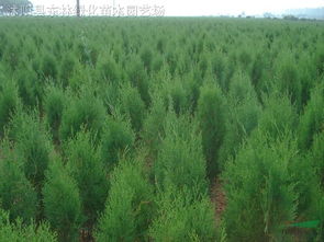 側(cè)柏 苗木供應(yīng)信息 沭陽縣東林綠化苗木園藝場