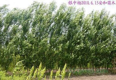 蘭西縣安和苗木-一大把企業商鋪