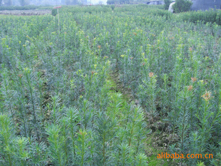 【綠化設計圖中的喬木與灌木之分】價格、產品供應,綠化設計圖中的喬木與灌木之分廠家批發-1024商務網